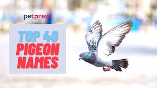 Pigeon Names  Top 40 Name Ideas For A Pet Pigeon [upl. by Eocsor]