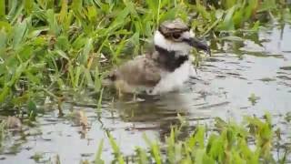 Killdeer chicks bathing feeding and snuggling with Mom [upl. by Lauzon]