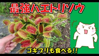 食虫植物ハエトリグサをご紹介私の育てている巨大ハエトリグサハエトリソウ を大公開【Venus flytrap・Dionaea muscipula】食虫植物で一番人気 [upl. by Larkins339]