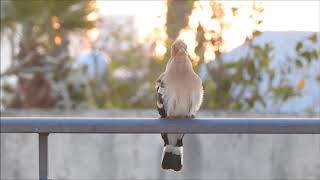 Hoopoe singing and courtship voices [upl. by Ahsetra553]