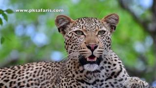 Power Leopard Sighting in Kruger National Park [upl. by Norud]