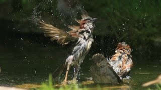 moineaux Ã la baignade HD bathing sparrow HD [upl. by Naeroled]