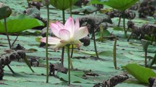 Indian Lotus the national flower [upl. by Ottilie]