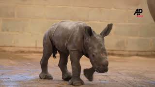 First images of baby southern white rhino born at Whipsnade Zoo [upl. by Marci788]