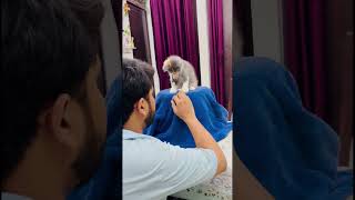 billu bada ho gya😂🤣 catcomedy catvideo viralcat catcomedy [upl. by Caresse331]