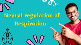 Regulation of respiration  Neural control [upl. by Iadahs344]