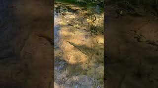 Who needs a fishing pole🤷fishing fishingvideo [upl. by Oralie]