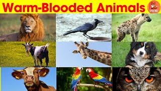 Warm blooded Animals  Top 55 Warm blooded Animals for Kids  Educational Video kids animals [upl. by Mcarthur]