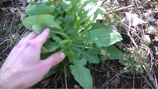 How To Pick The RIGHT Dandelion Leaves [upl. by Eniamret]