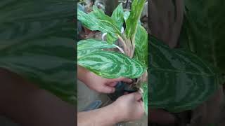 Aglaonema care Pruning dead and damaged leaves [upl. by Arded291]