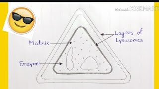 How To Draw Structure Of Lysosomes In Easy Way [upl. by Yalcrab]