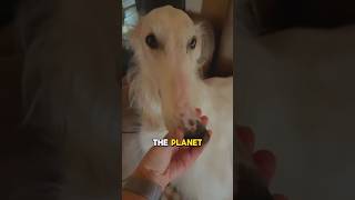 Longest bois in the world borzoi dog [upl. by Phipps]