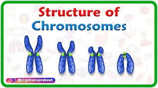 Structure of Chromosomes Chromosome morphology amp Karyotyping  USMLE Step 1 [upl. by Alake540]