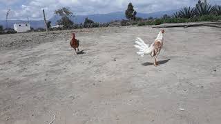 Exponiendo a mis gallos gallineta vs Pinto [upl. by Inhoj703]