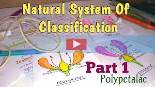 Part 1PolypetalaeNatual System Of Classification [upl. by Razatlab]