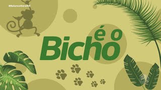 Confira os destaques do quadro “É o bicho” desta quintafeira 05 com Kitty Lima  BGM [upl. by Wivestad]