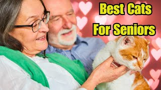 9 Best Cat Breeds for Seniors [upl. by Podvin857]