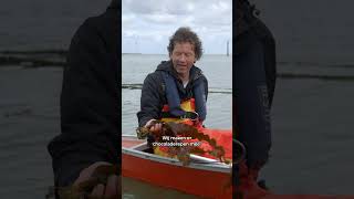 Hollandse trots zeewier [upl. by Acinorej]