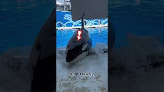 Giant Whale Surfaces at Water Park shortsvideo [upl. by Waldack]