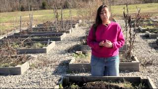 How to Kill Moss in the Garden  Great Gardening Advice [upl. by Jueta]