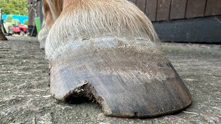 Restoration On A Massive Hoof Split Hoof Trimming [upl. by Luana]