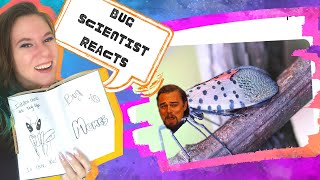 Statistically You Should Be a Beetle  Entomologist Reacts to Bug Memes [upl. by Annayad]