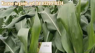 Karyon organic pvt ltd मक्का 39 दिवसाची आहे बागातदार खूप खूप समाधान8329910274 [upl. by Darom327]