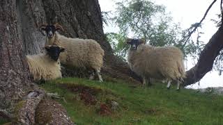 Kinloch Rannoch  Day excursion from Pitlochry Highland Perthshire Scotland [upl. by Mosa698]