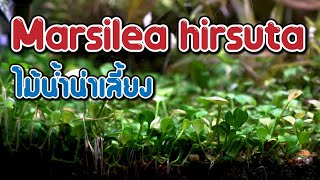 ไม้น้ำน่าเลี้ยง Marsilea hirsuta [upl. by Anale]