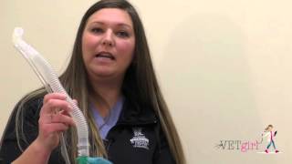 VETgirl Veterinary Ce Veterinary Anesthesia Review Part 2 [upl. by Nnahgiel]