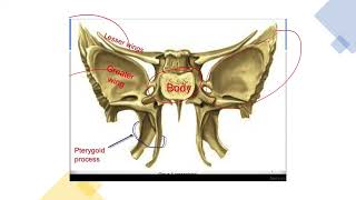 L24 pituitary anatomy [upl. by Lseil]