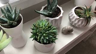 Euphorbia Aloe and Haworthia Propagation Succulent Display Changes [upl. by Irme673]