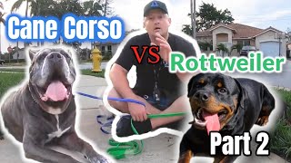 Cane Corso vs Rottweiler Pt 2 Which is Best Dog Trainers Opinion [upl. by Hamilah]