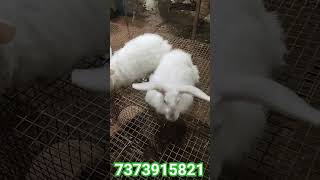 Lion Angora ஸ்டாக் முடிய போகுது [upl. by Ebonee]