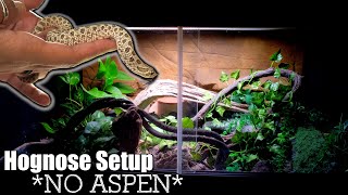 NEW Hognose Enclosure  Osiris Got An Upgrade [upl. by Peggie268]