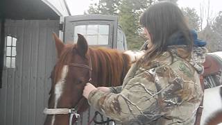 How to Bridle your horse using a hackamore [upl. by Denver340]