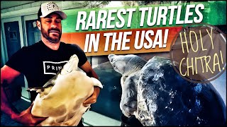 Rarest Turtles in the United States [upl. by Lasiaf864]