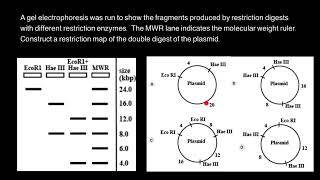 Mapping of Restriction Sites on Plasmid DNA [upl. by Zenda455]