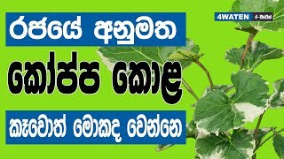 රජයේ අනුමත කෝප්ප කොළ කෑවොත් වෙන දේ මෙන්න  Benefits of Croton Leaves [upl. by Suqram]