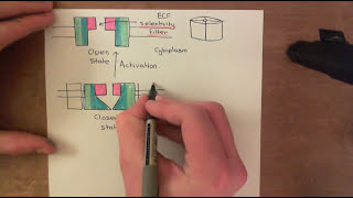 Voltage Gated Potassium Channels Part 3 [upl. by Mervin218]