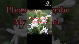 How To Pot A Maxican TubeRose plantHow to Grow TubeRose in potgardeningshortsshortvideoyoutube [upl. by Dnanidref]