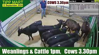 TIPPERARY TOWN MART 13 Sep 2024 Calves Cattle amp cows [upl. by Metzger]