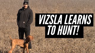 Teaching my Vizsla to Hunt Birds  Pointing and Retrieving [upl. by Oinegue501]