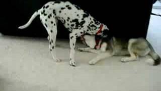 Siberian Husky vs Dalmation [upl. by Llerrac]