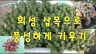 다육 희성 삽목으로 풍성하게 키우기① Crassula rupestris ’Tom Thumb [upl. by Nahgem]