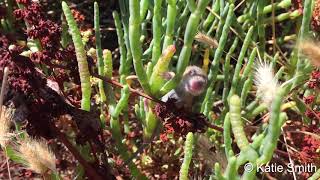 A baby salt marsh harvest mouse runs climbs and calls [upl. by Quartas]