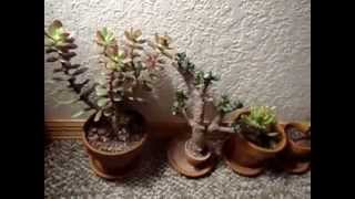 8 Crassula Ovata Jade Plant Varieties [upl. by Lidstone]