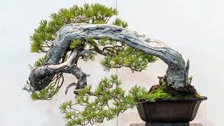 The 97th Kokufu Bonsai Show 2023 Part 1 Tokyo Japan [upl. by Lohner]