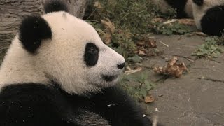 Panda toddlers have lunch with Clare Balding  Operation Wild Series 1 Episode 1  BBC One [upl. by Assirok503]