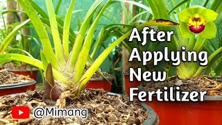 After Applying New Fertilizer  नयाँ मल लगाए पछि टुसा निस्कन सुरु  Mimang Vlog [upl. by Pasquale]